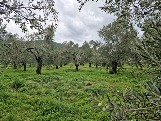 BURHANİYE TAYLIELİ SATILIK ZEYTİNLİK